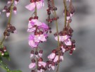 Live Plant Image