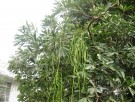 Live Plant Image
