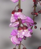 Live Plant Image