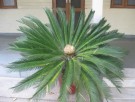 Live Plant Image