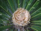 Live Plant Image