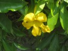 Live Plant Image