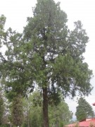 Live Plant Image