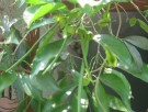 Live Plant Image