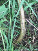 Live Plant Image