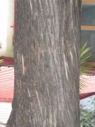 Live Plant Image
