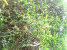Live Plant Image