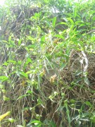 Live Plant Image