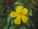 Live Plant Image