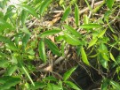 Live Plant Image