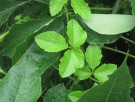 Live Plant Image