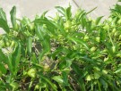 Live Plant Image