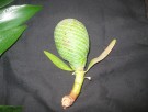 Live Plant Image