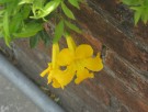 Live Plant Image
