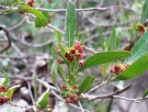 Live Plant Image