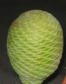 Live Plant Image