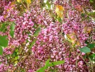 Live Plant Image