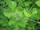 Live Plant Image