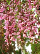 Live Plant Image