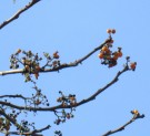 Live Plant Image