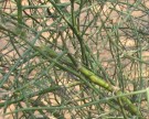 Live Plant Image