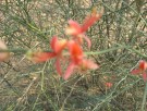 Live Plant Image