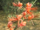 Live Plant Image