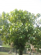 Live Plant Image