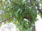 Live Plant Image
