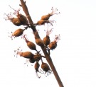 Live Plant Image
