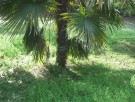 Live Plant Image