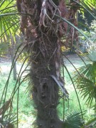 Live Plant Image