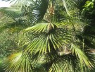 Live Plant Image