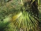 Live Plant Image