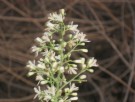 Live Plant Image
