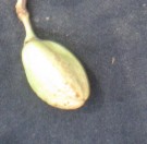 Live Plant Image