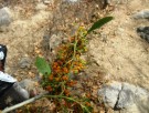 Live Plant Image