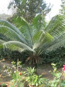 Live Plant Image