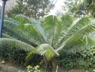 Live Plant Image