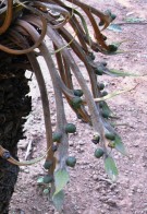 Live Plant Image