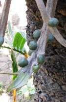 Live Plant Image