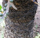 Live Plant Image