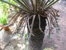 Live Plant Image