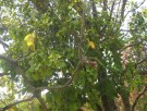 Live Plant Image