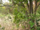 Live Plant Image