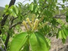 Live Plant Image