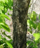 Live Plant Image