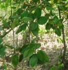 Live Plant Image