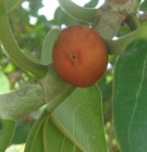 Live Plant Image
