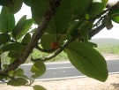 Live Plant Image